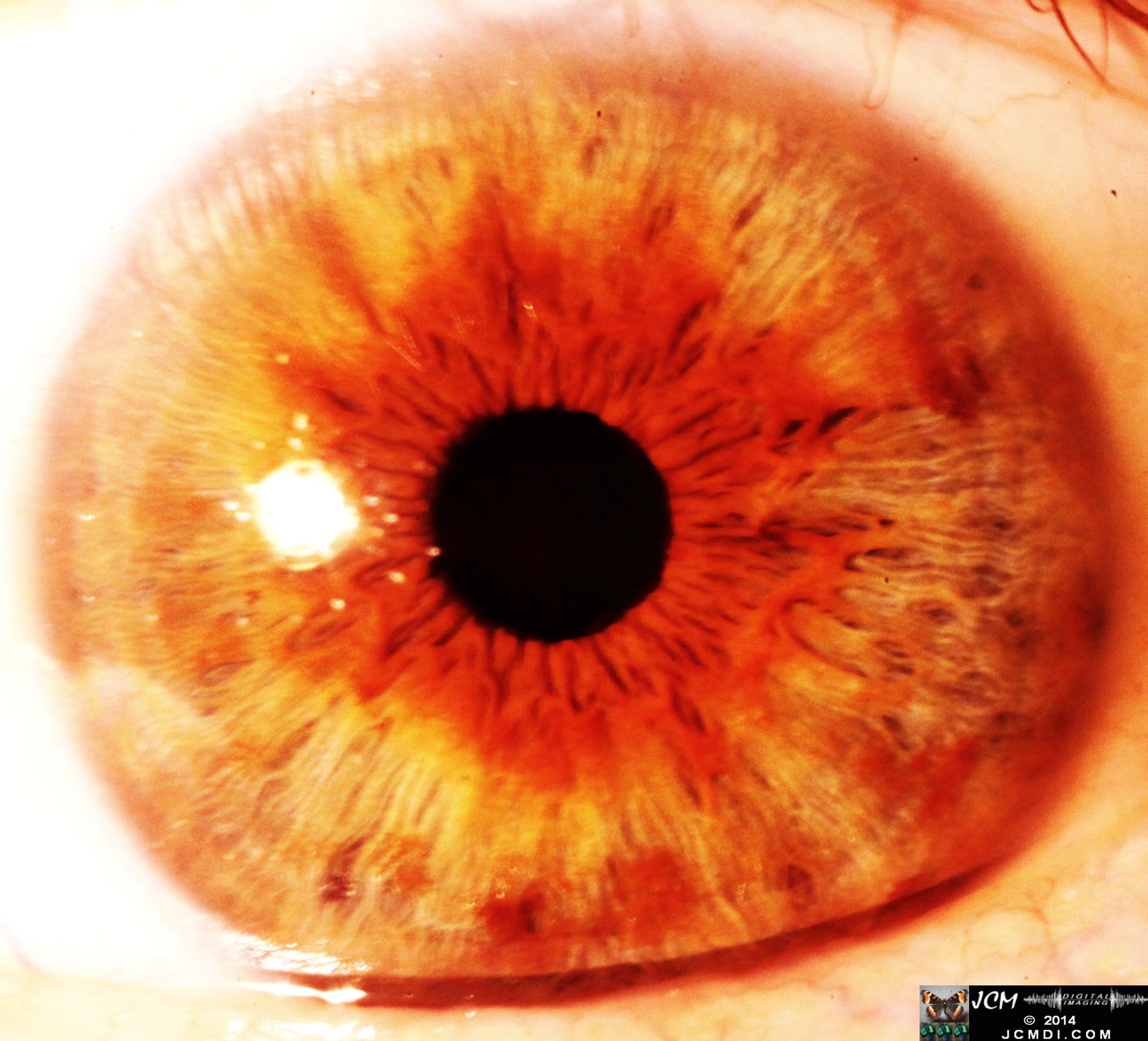 Human eye macro close-up Canon 5D Mk2 with MPE65 lens